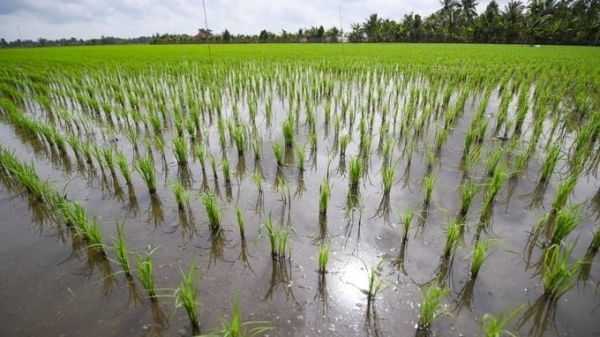 Proper fertilizer use: Ensuring income will convince farmers